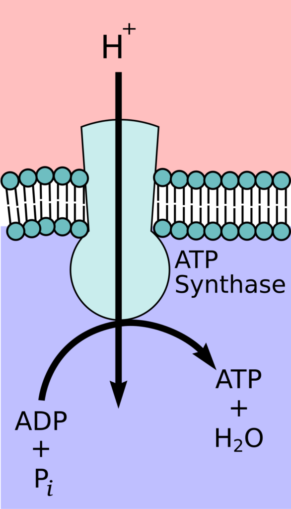 Energiebedarf und Energiegewinnung atp synthase.svg