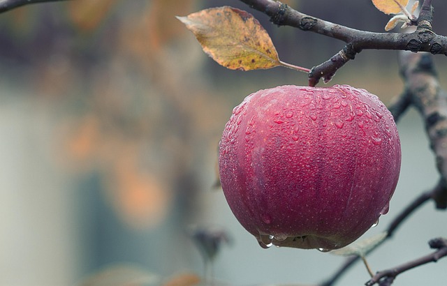 Ballaststoffe und Mikrobiom apfel