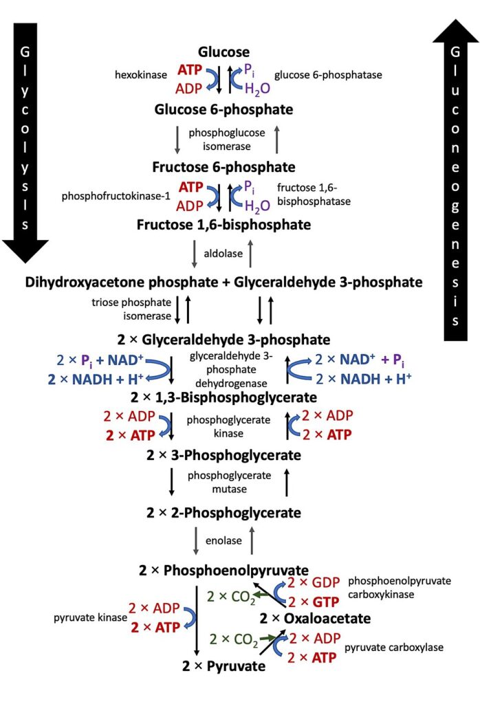 Energiebedarf und Energiegewinnung glycolysis&gluconeogenesis
