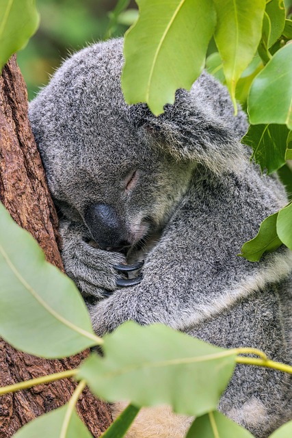 Makronährstoffe und ihre Funktion im Körper koala