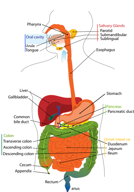 Verdauung und Stoffwechsel im Überblick clker free vector images digestive 41529 640
