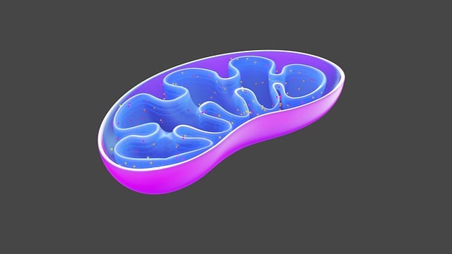 Energiebedarf und Energiegewinnung skietheace mitochondria 6474672 640 (1)